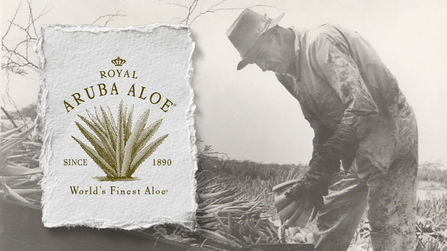 Banner from Royal Aruba Aloe